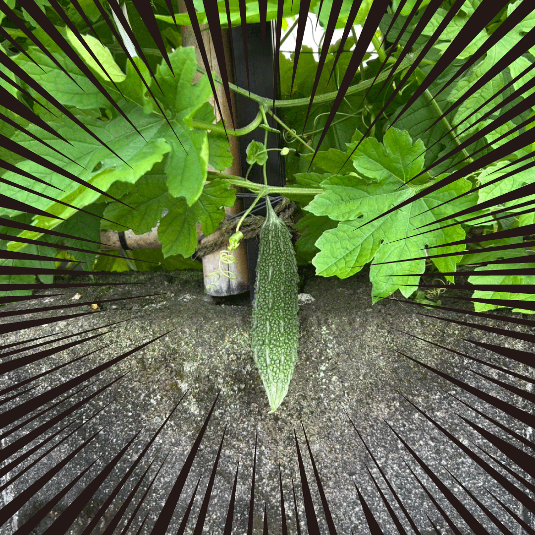 🥒~JIĖ{Ԃ̖KX^[g🌞